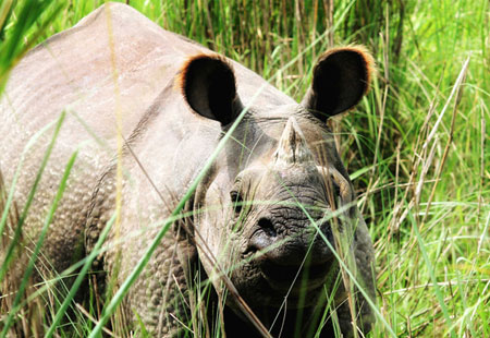 Wildlife Holidays